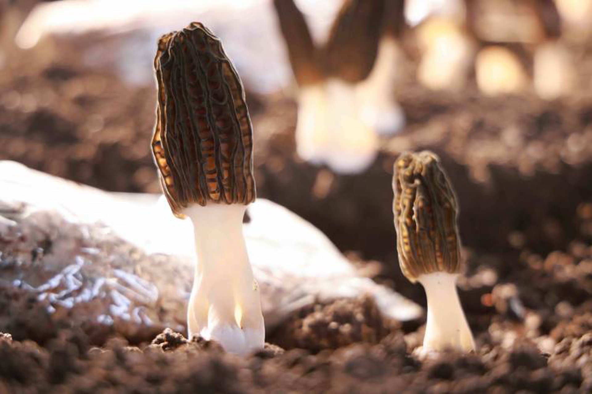 重阳节选购菊花小贴士